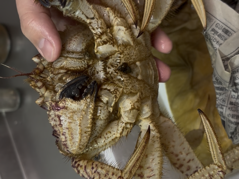 ［生きたまま発送］活トゲクリガニ　オス2kg