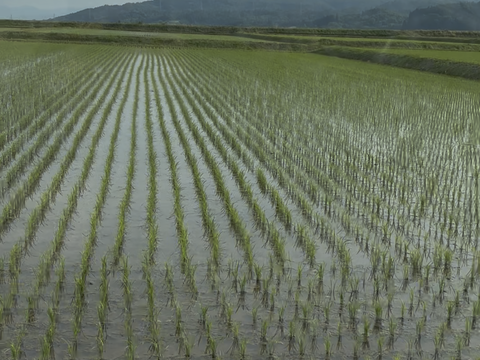 21歳若手農家が作る　つや姫 5kg
