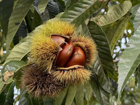 【時短】むき栗(冷凍)1kg