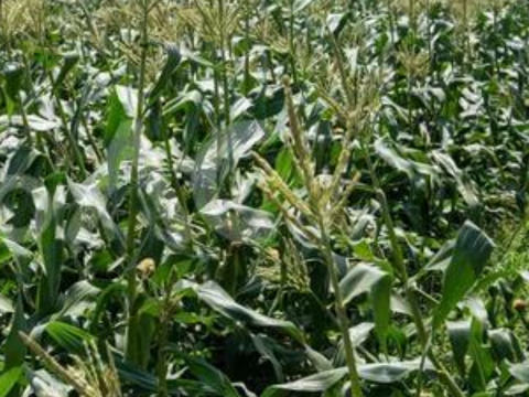 ホワイトコーン6本🌽　パールホワイト🌽　淡路島からのホワイトコーン　とうもろこし　トウモロコシ