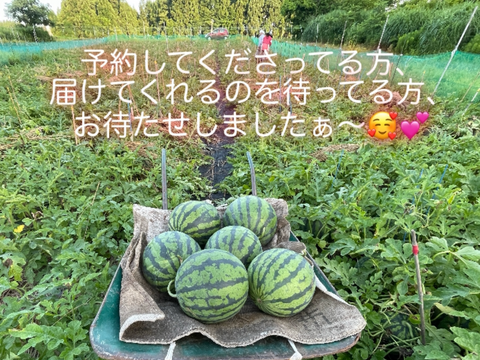 こだわり小千谷スイカ（羅皇）6〜8kg