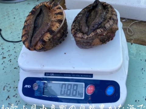 黒アワビ　大サイズ