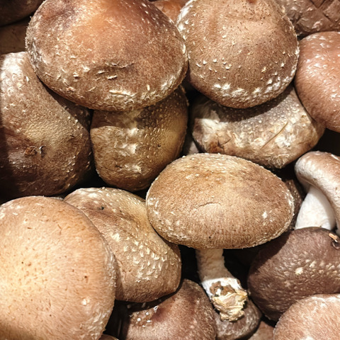 開いた膜でも旨みそのまま❗極旨しいたけ☆【2kg】：岩手県産の