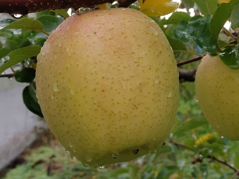食べ比べ！！青森県産3品種詰合せりんご約3㎏（キャップ8～10個）