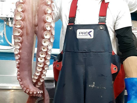 1.2kgミズダコ足頭セット【人気No1】活茹でタコ【真空加工】　北海道白老産