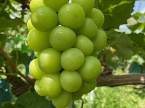 シ⑤■訳あり・カット房■ 【シャインマスカット】2kg化粧箱