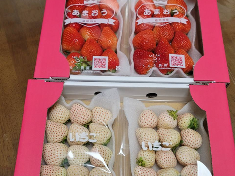 人気いちご食べ比べ！恋みのり・白いちごなど4パック