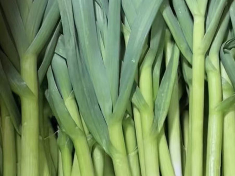 【今だけの旬】露地栽培の濃厚な香り！葉ニンニク｜茨城県つくば市・ヒビキファーム直送 1kg