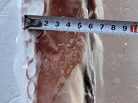 太いよ！【函館産】１本タコ足