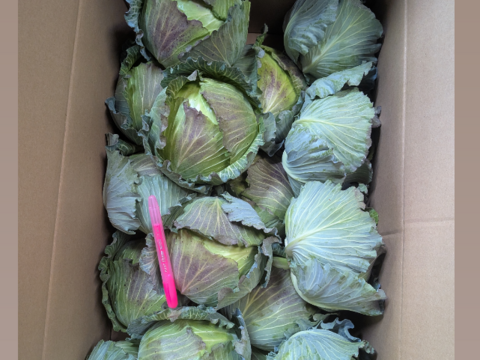 小さい寒玉キャベツ14キロ入り