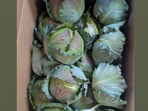 小さい寒玉キャベツ14キロ入り