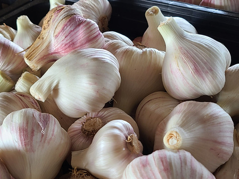 有機JAS認証「百歳オイル」（ガーリックオイル）。。。。　　　　
肥沃な大地と太陽で亜熱帯にんにく（奄美ゆたか）を有機栽培
青空と太陽の国トルコ！稀少な有機EXVオリーブオイル使用