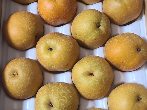 甘みと酸味が最高！豊水梨（家庭用）約5kg(12〜16玉)