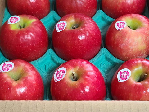 発送中🍎 ピンクレディー®︎3キロ箱  長野県 信州 安曇野 リンゴ 幻 幻のリンゴ 予約 希少 旬 6玉〜16玉サイズ 商品ID42100 ピンクレディー