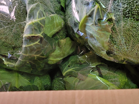 子どもの野菜　栽培期間中農薬不使用・自然栽培 ブロッコリーサマードーム４個