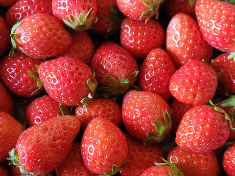 【やよいひめ】！たっぷり８００ｇバラ詰め　サイズ・形、いろいろ