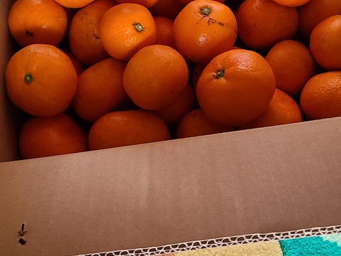 トロトロ甘っ！濃い味旨味みかん3キロ