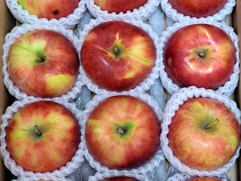 近日第二弾受付いたします♪【お届けは9月下旬～】紅玉(おうち用)３ｋｇ