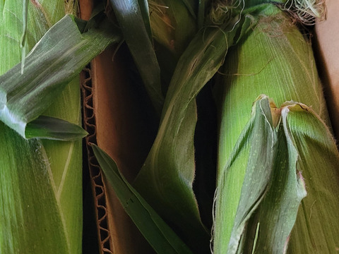 あなたはどっち派⁉️プレミアム味来vsドルチェドリーム楽しい食べ比べセット 6本入