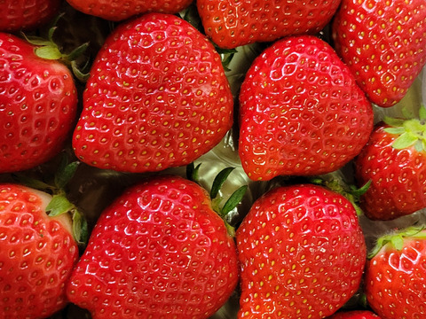 完熟よつぼし☆（ご家庭用・約530g）