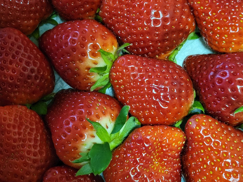 ❤口いっぱいにあふれる果汁❤ いちごさん 約７００ｇ🍓