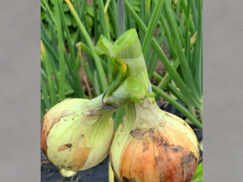 【能登の里山が育んだ】玉ねぎ2kg［栽培期間中、農薬・化学肥料不使用］