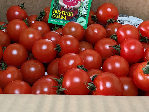 【大粒】食べ応え抜群！出汁を与えた超濃厚大粒ミニトマト　出汁推し実　1.5kg