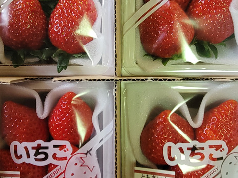 食べ比べセット「とちあいか」「とちおとめ」(特大)200〜220g(4〜7粒)×4p