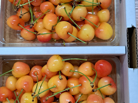 【発送は６月下旬～】さくらんぼ ナポレオン３５０ｇ×２「昔懐かしいさくらんぼ♪」おうち用