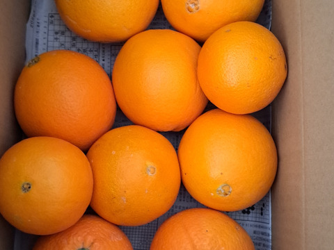 国産（三ヶ日産）ネーブルオレンジ約3.5㎏大小ミックス）