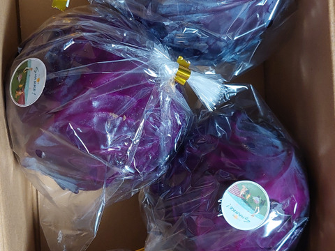 お料理の幅が広がる！ 季節の西洋野菜 Italian selection 60サイズ