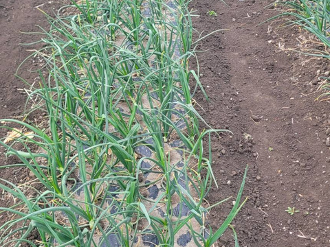 【手島農園｜春のイチオシ】群馬県前橋市産 新玉ねぎ2キロ