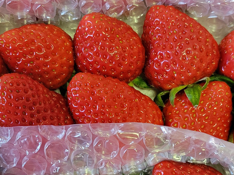 🍓園主おまかせ🐝　＊。+・ミックスボックス・+。＊約７００ｇ【食べ比べ】