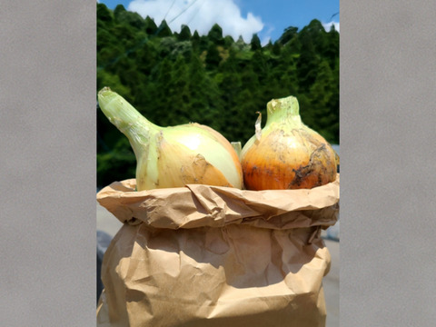 【能登の里山が育んだ】玉ねぎ2kg［栽培期間中、農薬・化学肥料不使用］