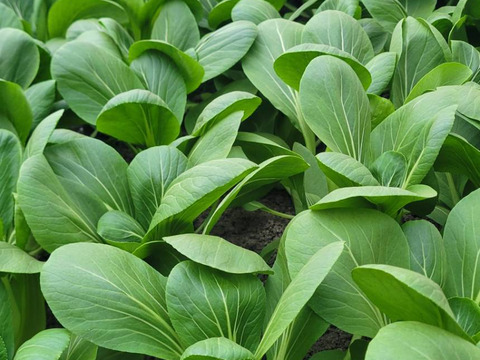 【旬の上州野菜　春！】お試しサイズ（3~5品目）梱包まで丁寧に