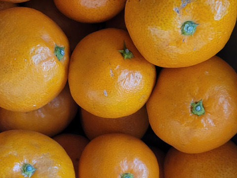 【最高級】真穴（まあな）産地直送　極上みかん　S〜Lサイズ　3キロ　贈答
【冬ギフト】