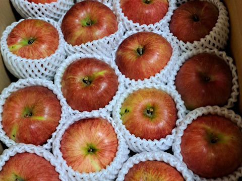 【夏あかり５ｋｇ】夏りんごの革命児。甘くて硬い味の濃いりんご、夏あかり約5ｋｇ