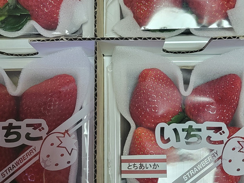 食べやすい苺「とちあいか」(特大)200〜230g(4〜6粒)×4p