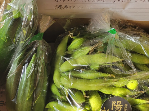 【手島農園　夏のイチオシ！】朝採り枝豆！1kg
