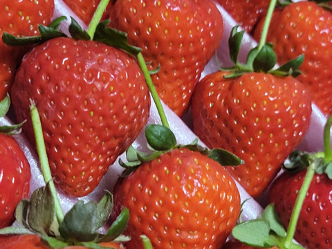 大切な方へイチゴで想いを届ける！「品種：恋みのり（3L以上）」（1.3kg）