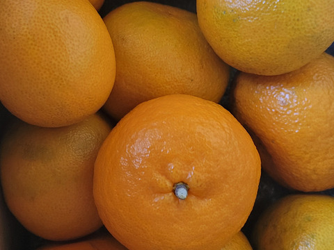 【数量限定☆希少の高級柑橘🎁】早香２㎏🍊～酸味少なく甘さたっぷり！ ～