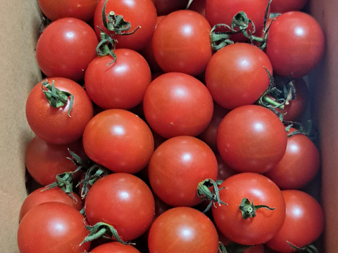 濃厚な旨味！酸味・甘味のバランス抜群！最高峰のミニトマト『フォレストフルティカ』1kg×1箱