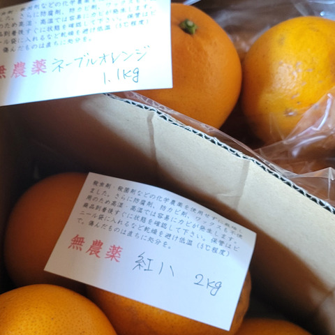 無・ネーブルオレンジ 1kg：広島県産のみかん・柑橘類｜食べチョク