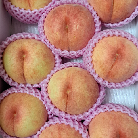 🍑【2025年8月下旬桃】5kg 13～20玉【ASIAGAP認証農場：津軽農園