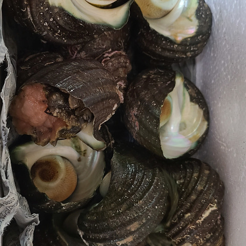 美味しいサザエ ツボ焼き q 1 5キロ 大分県のレビュー一覧 食べチョク 産地直送 産直 お取り寄せ通販 農家 漁師から旬の食材を直送