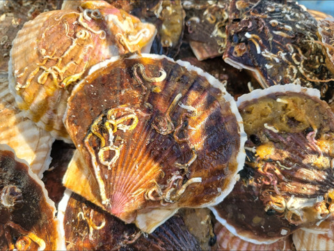 北海道産　旬のホタテ