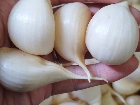 【使い切りやすい】小さめジャンボニンニク　約1.5kg