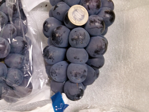 【オススメ品種】ブドウの本場山梨県産　BKシードレス 種なしでまったりとした甘さが魅力的　約2キロ（4〜5房）