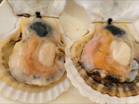 北海道産　旬のホタテ