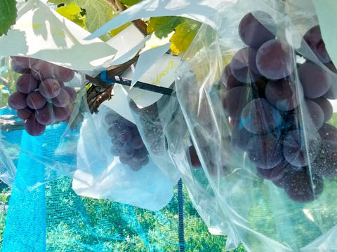 【今季最終受注】甘み・香り抜群　種なし大粒赤系品種　クイーンニーナ　約1.4〜1.5キロ（3房）